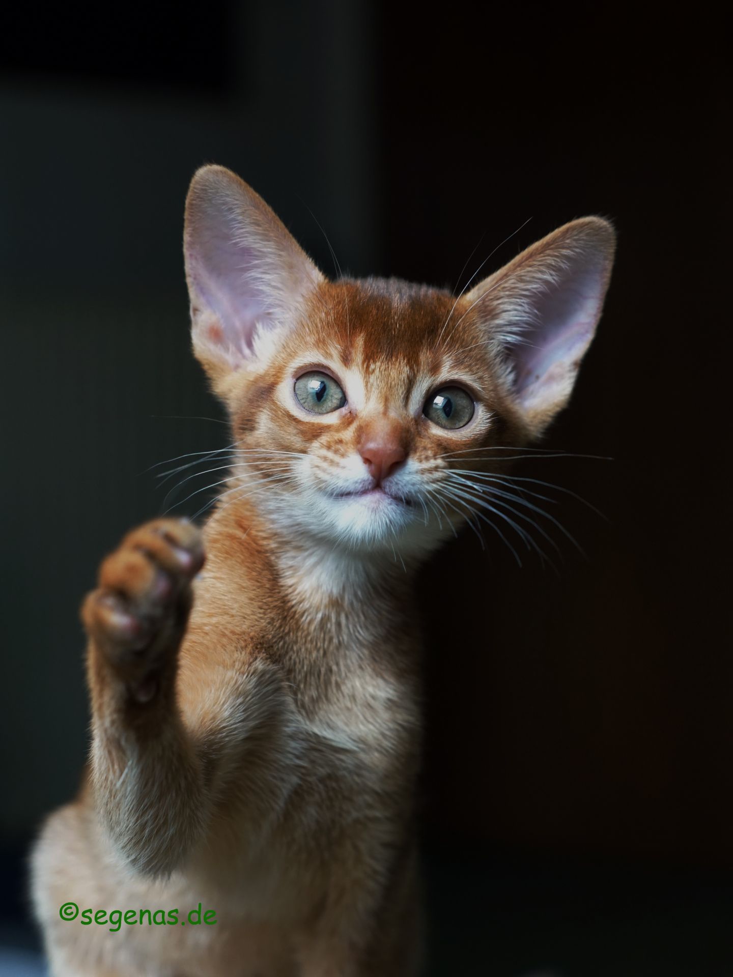 segeras_abessinierkatze_023